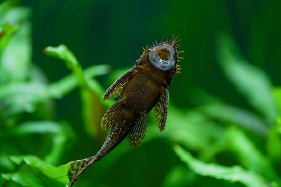 A brown bristlenose pleco fish swims near green aquatic plants in an aquarium, its mouth facing upward, showing its unique bristly appendages around the face.