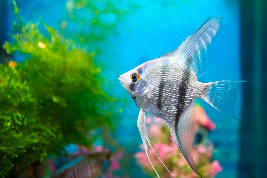 A silver angelfish with black stripes swims in a brightly lit aquarium, surrounded by green plants and pink decorations against a blue background.