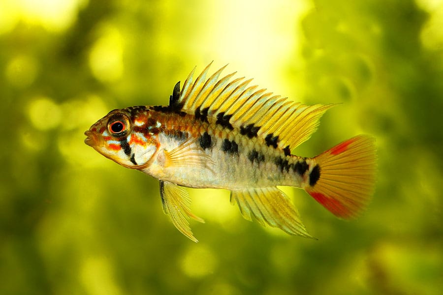 A colorful small fish with black vertical stripes, yellow fins, and a red tail swims in front of a green, blurry underwater background.