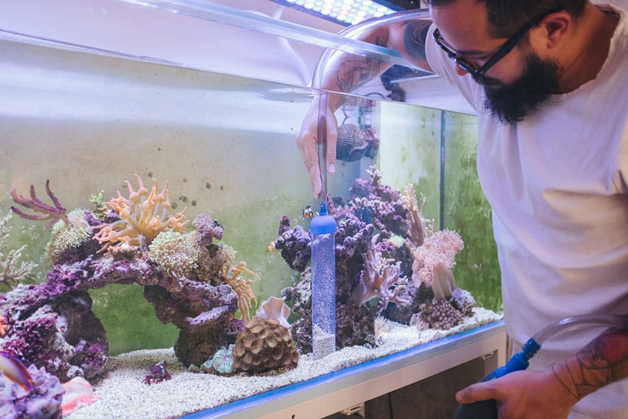 A man with a beard and tattoos cleans a fish tank, using a gravel vacuum on white sand and rocks—a scene that could inspire your next terrarium setup or even teach you how to set up a terrarium with colorful coral and sea plants.