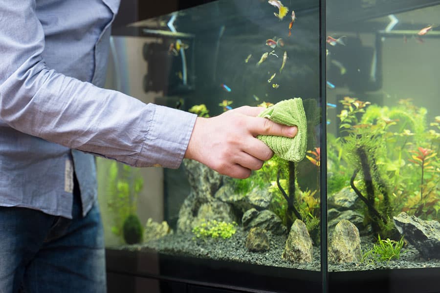 A person in a blue shirt performs aquarium maintenance, cleaning the glass of a fish tank with a green cloth. The aquarium setup features water, plants, rocks, and small colorful fish.