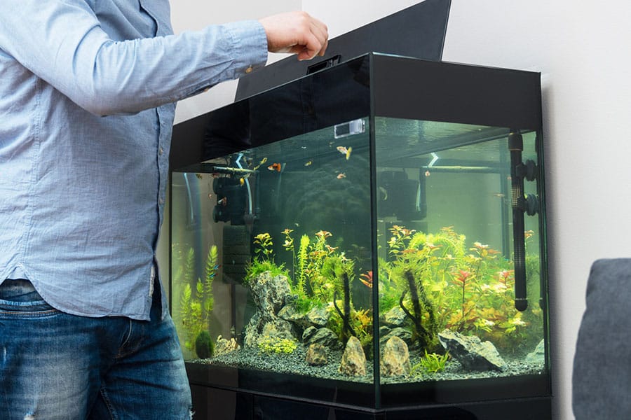 A person in a blue shirt and jeans opens the lid of a large aquarium, tending to aquarium maintenance. Inside, colorful fish swim among rocks and green aquatic plants. The aquarium setup is positioned against a light-colored wall.