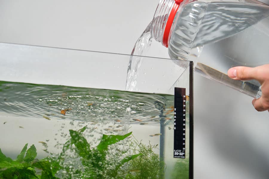 A person pours water from a large glass jar into a bioactive aquarium setup filled with green aquatic plants and small fish.