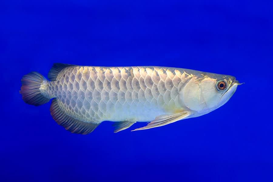 A silver arowana fish with large, shiny scales and long fins swims against a bright blue background.
