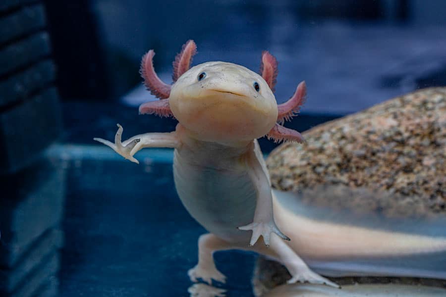 A light-colored axolotl with pink feathery gills stands upright in an aquarium, appearing to look curiously toward the camera. A rock and blue water are visible in the background.