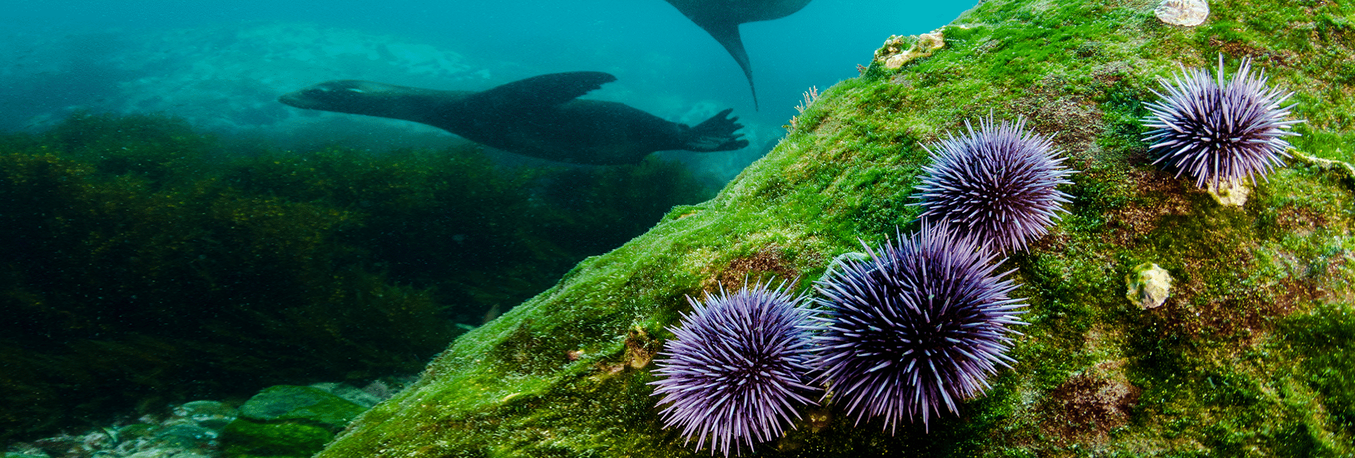 Four purple sea urchins cling to a large, algae-covered rock underwater while a sea lion swims in the background, surrounded by blue-green ocean water.
