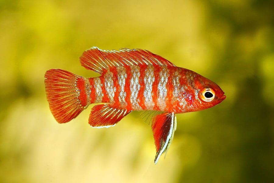 A small, vibrant red fish with horizontal white stripes swims against a blurred yellow-green background. Its fins are delicate and partially translucent with hints of white edges.