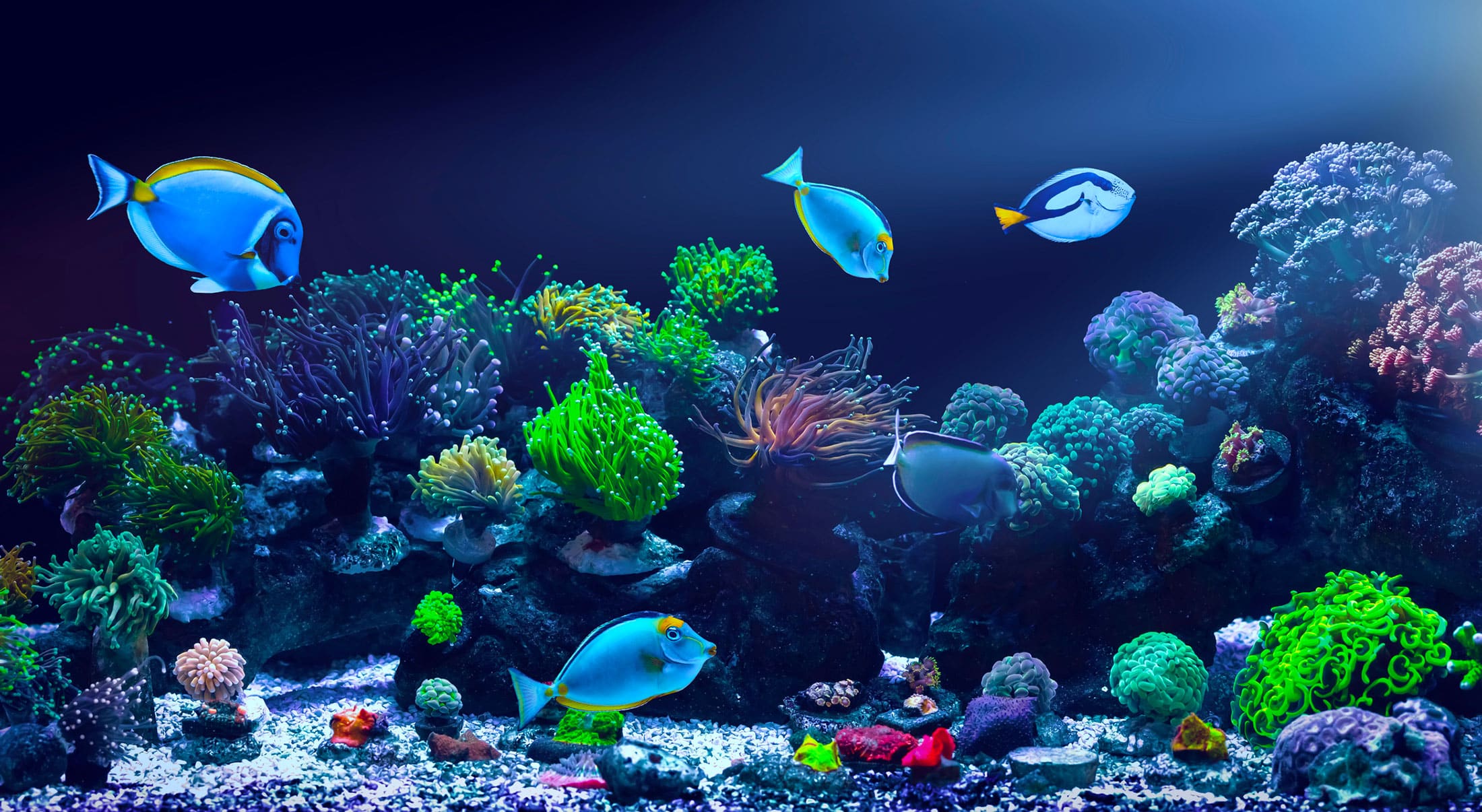 Colorful tropical fish swim among vibrant coral and marine plants in a brightly lit aquarium, with shades of blue, green, and purple creating a lively underwater scene.
