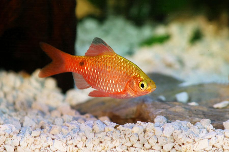A bright orange and gold fish with shiny scales swims in a freshwater aquarium over white gravel, with green plants and a rock visible in the background.