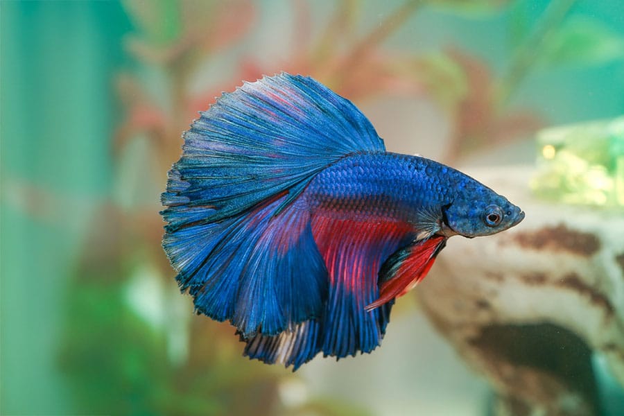 A vibrant blue and red betta fish with large, flowing fins swims in a clear aquarium with blurred plants and decorations in the background.