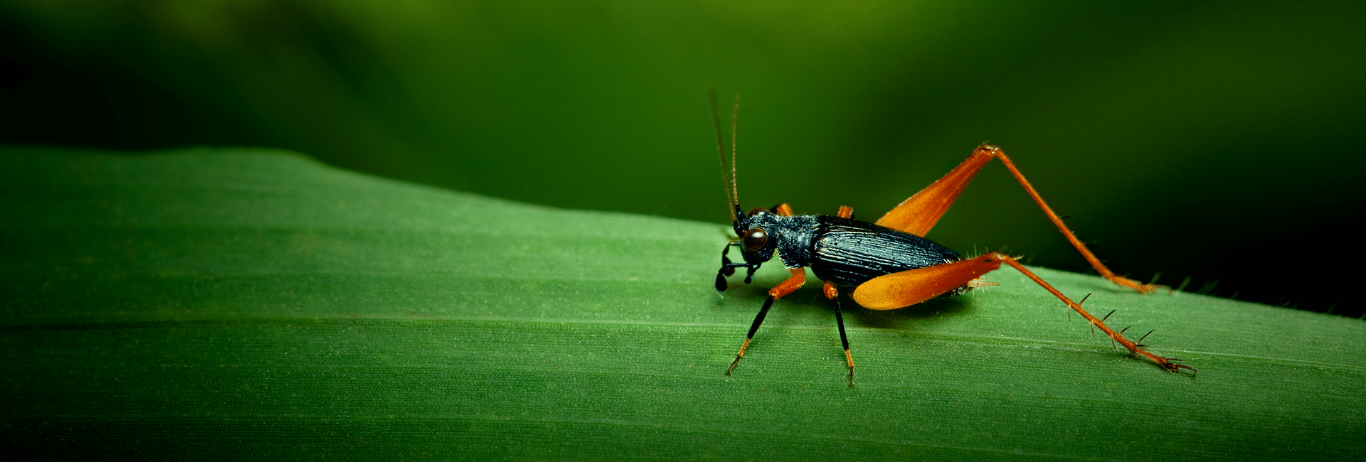 A close-up of a black and orange cricket, a popular choice for live foods in bioactive setups, with long antennae standing on a green leaf against a blurred green background.