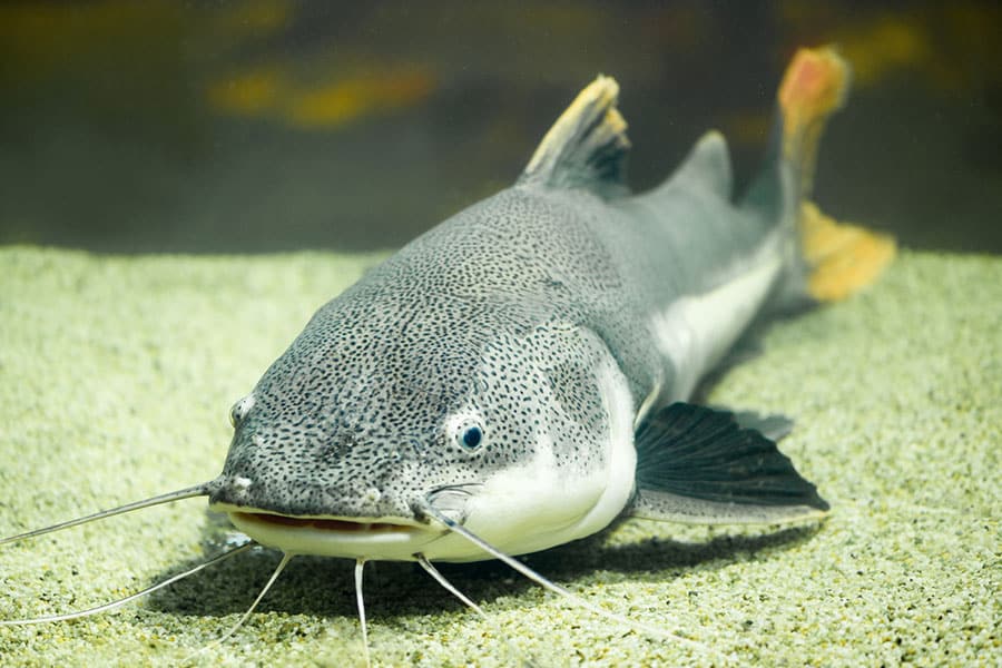A large catfish with gray, speckled skin and long white whiskers rests on sandy gravel at the bottom of a tank. Its fins and tail have orange tips.
