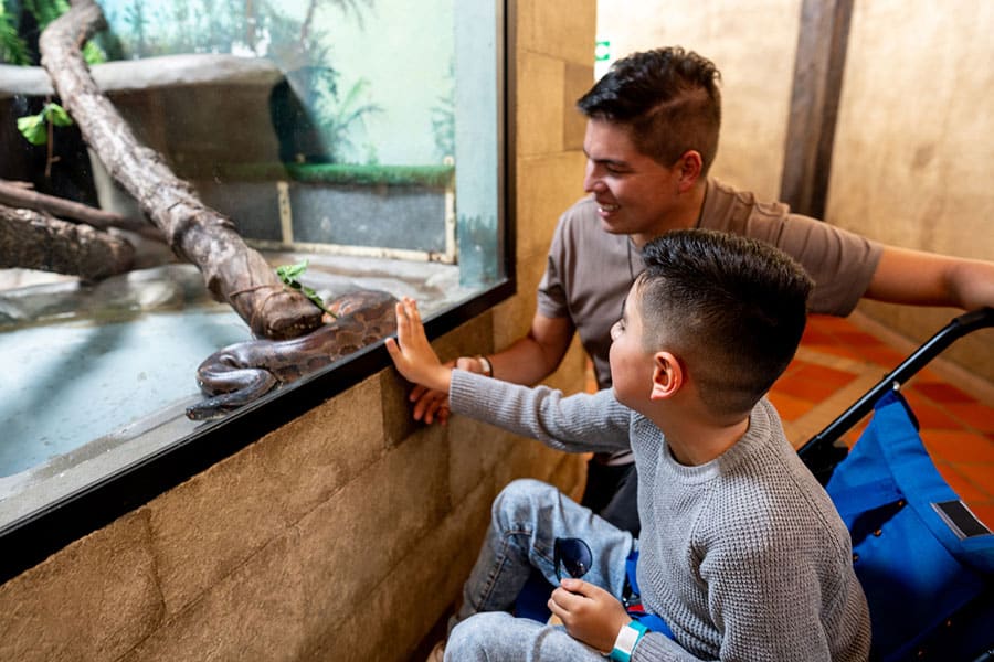 A man and a young boy in a stroller smile and look at their first reptile behind glass at a zoo exhibit. The boy reaches out, touching the glass near the snake, while the man watches happily.