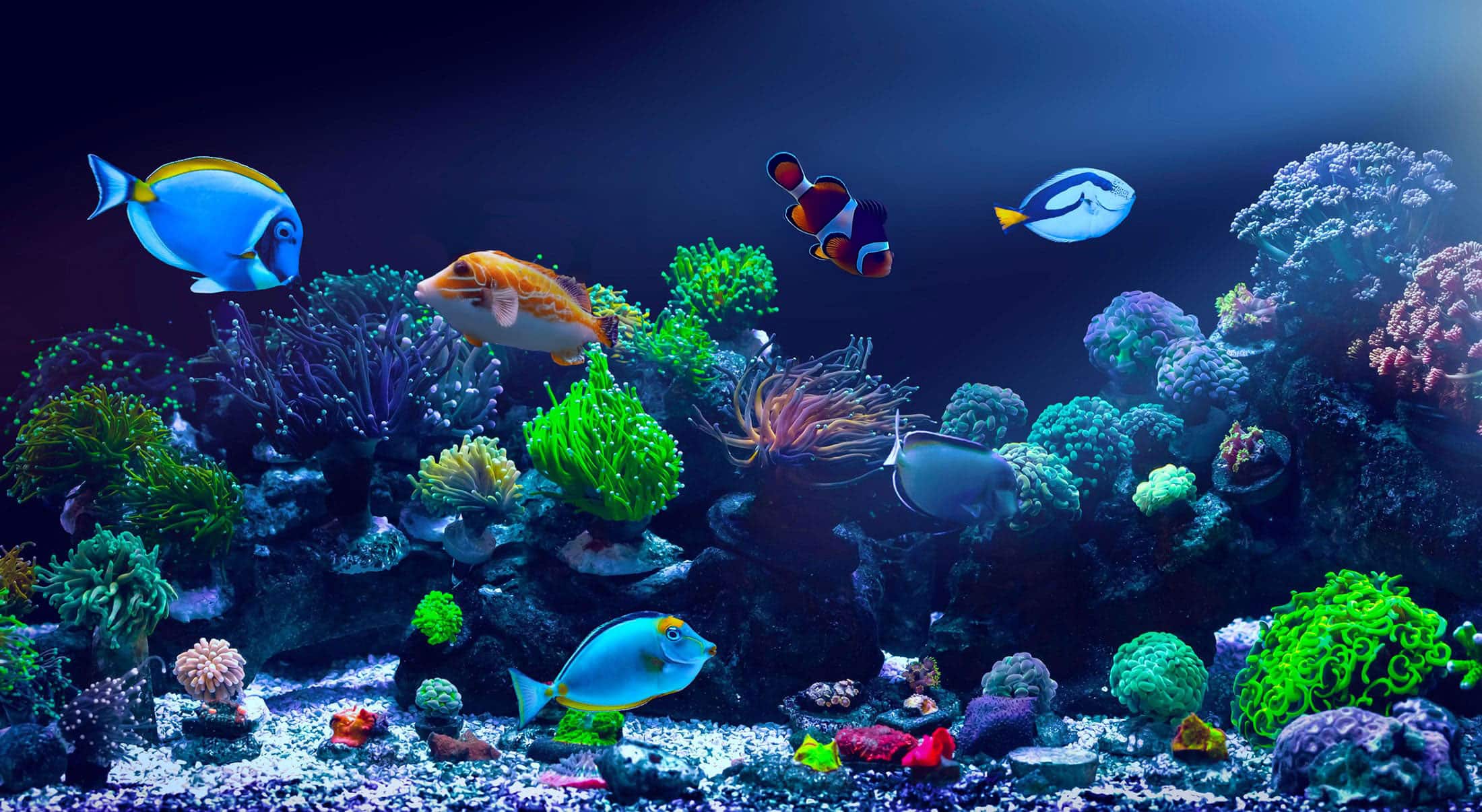 A vibrant aquarium scene with colorful tropical fish swimming among various corals, sea plants, and rocks, illuminated by blue light.