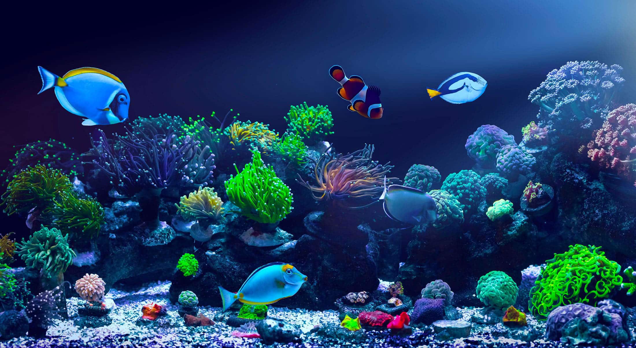 Colorful fish swim among vibrant coral reefs and sea plants in a brightly lit aquarium, with various shades of blue, green, and orange creating a lively underwater scene.