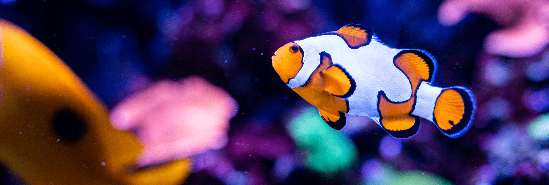A close-up of an orange-and-white clownfish with black markings swimming in a vibrant, colorful aquarium with blurred fish and corals in the background.