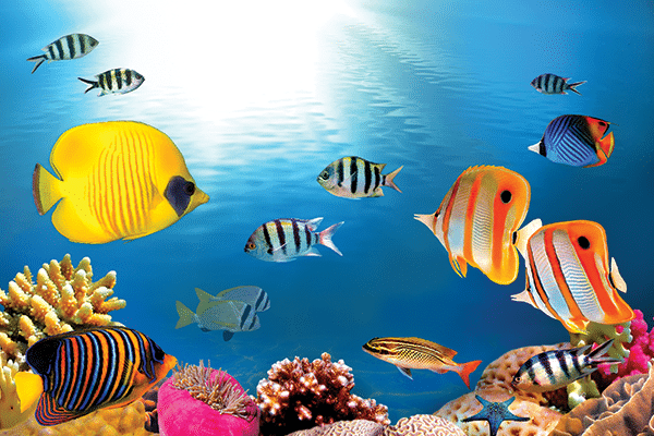 Colorful tropical fish swim among coral reefs under bright sunlight in clear blue water, thriving on bioactive live foods as rays shine from above and various fish display vibrant patterns and colors.