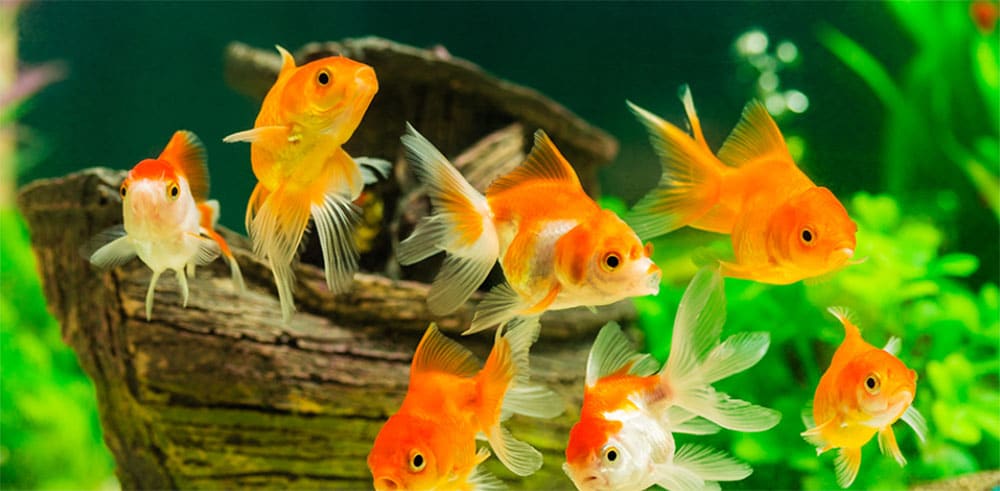 A group of bright orange goldfish swim near a decorative wooden ornament in a lush, green-planted aquarium. The fish are surrounded by bubbles and colorful underwater plants.