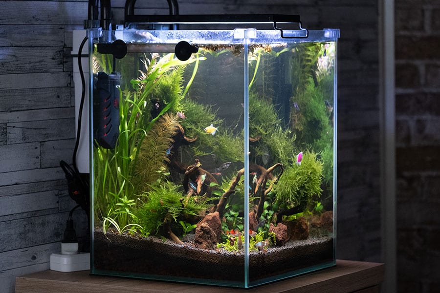 A glass aquarium with green plants, rocks, and colorful fish sits on a wooden surface against a rustic wall. Ideal for those seeking their first amphibian, the setup includes visible equipment attached to the tank and plugged into a nearby outlet.