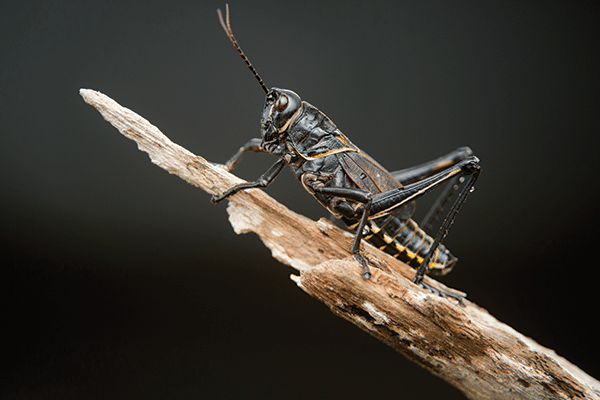 A close-up of a black grasshopper with yellow markings, a popular choice for bioactive enclosures or live foods, perched on a rough, broken tree branch against a dark, blurred background.