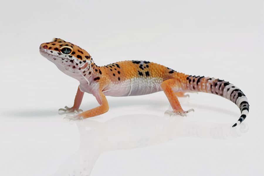 A small orange and black spotted gecko, one of the fascinating reptiles, with a striped tail stands on a white, reflective surface, facing left.