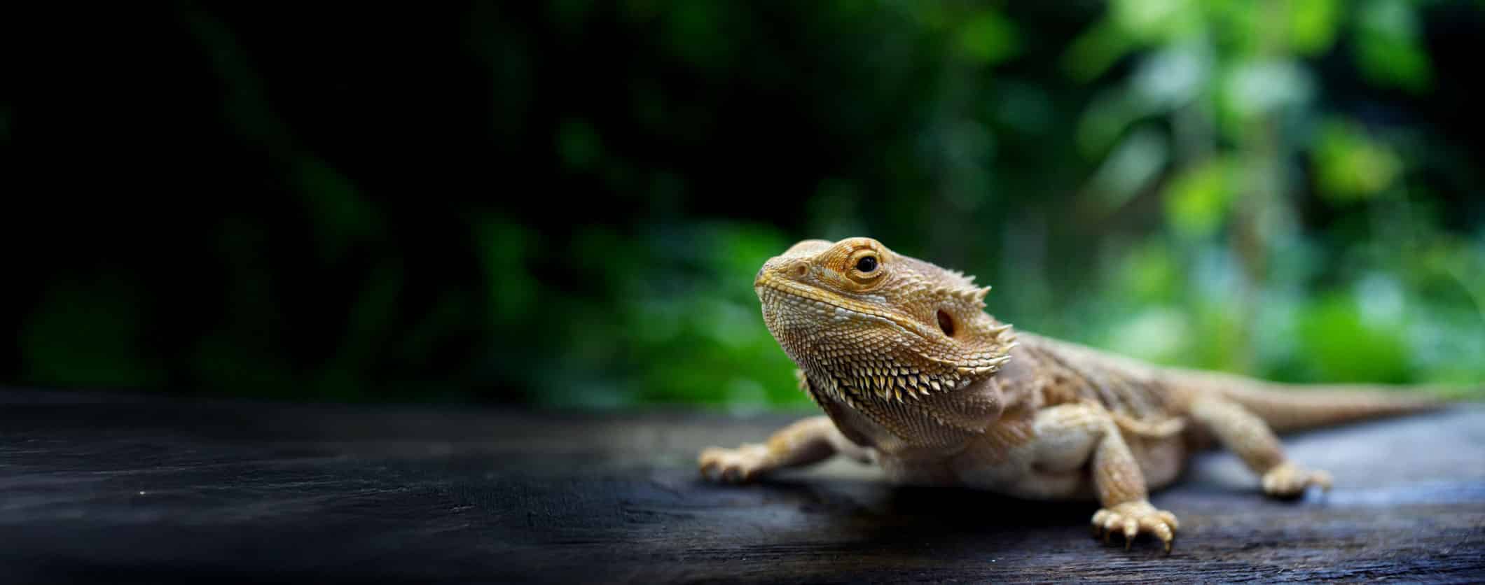 A bearded dragon lizard, one of the fascinating reptiles with rough, spiky skin, rests on a dark surface against a blurred green background of foliage.