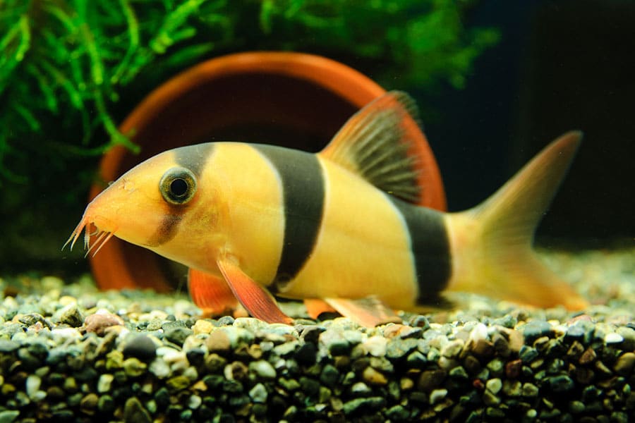 A clown loach fish with orange and black stripes swims near the gravel at the bottom of an aquarium, with green plants and a brown ceramic decoration in the background.