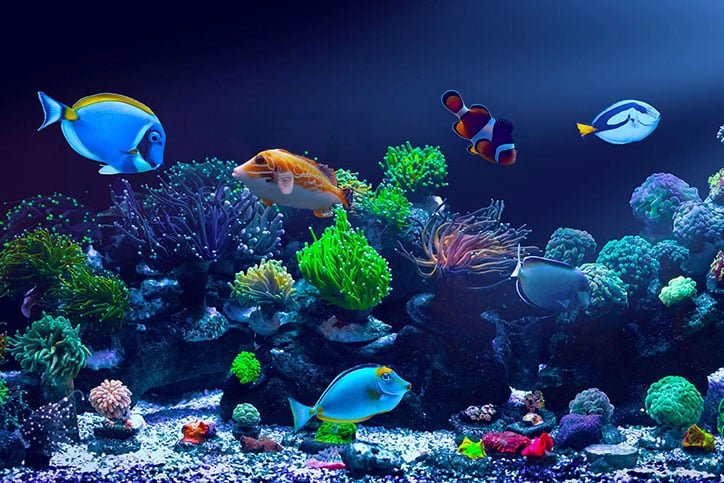 A brightly lit aquarium with colorful coral, rocks, and various tropical fish, including blue tangs, a clownfish, and other vibrant marine species swimming among the plants.