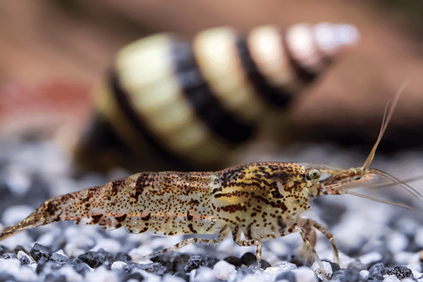 A close-up of a brown, speckled shrimp on gravel in a bioactive setup, with a black and white striped spiral snail shell blurred in the background.