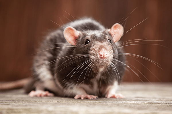 A close-up of a black and white rat with prominent whiskers, sitting on a wooden surface against a blurred brown background—perfect for showcasing bioactive habitats or exploring the benefits of live foods in pet care.