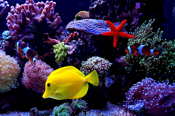A colorful aquarium scene with a bright yellow fish, two clownfish, a red starfish, and vibrant corals in purple, pink, and green hues.