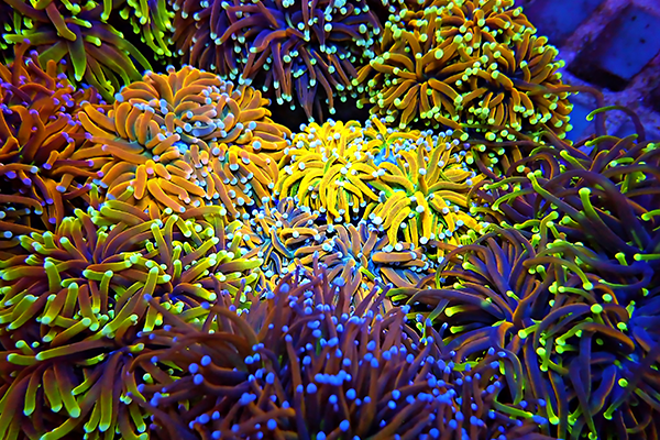 A vibrant underwater scene filled with colorful sea anemones, featuring bright yellow, orange, purple, and green tentacles, each tipped with glowing blue or white dots, creating a striking and lively display.