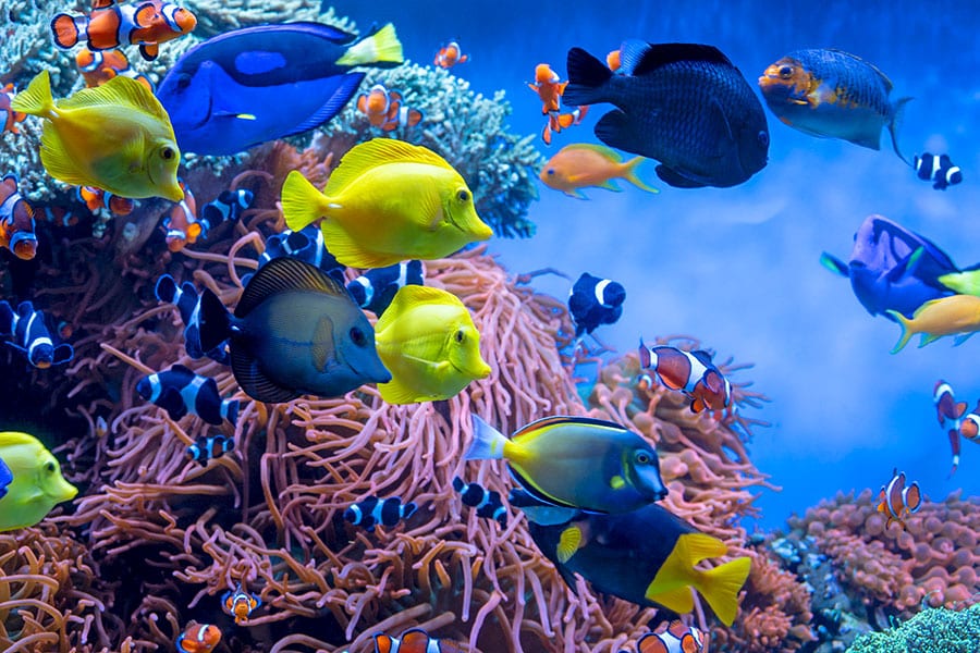 Colorful tropical fish, including yellow tangs, clownfish, and blue tangs, swim around vibrant coral and sea anemones in a lively underwater scene. The background fades into blue water.