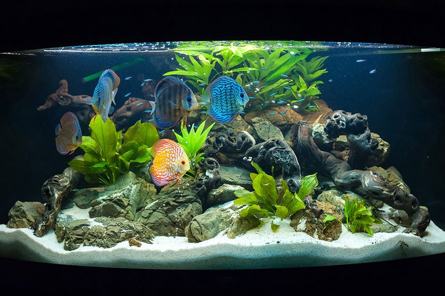 A freshwater aquarium with colorful discus fish swimming among green plants, rocks, and driftwood on a sandy substrate—perfect for those seeking a beginner's guide to aquatic setups.