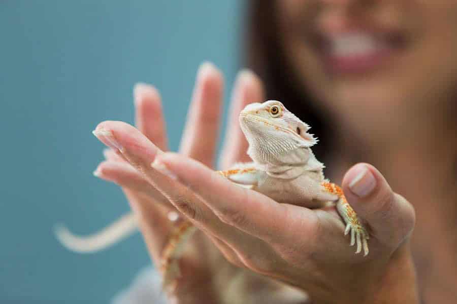 A person gently holds a small bearded dragon lizard in their hand, with the lizard facing forward and the person smiling softly in the blurred background.