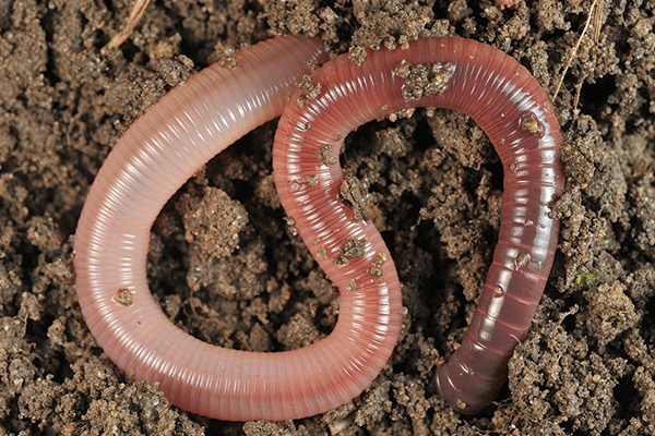 A close-up of a pinkish-brown earthworm, a common choice for bioactive or live foods setups, lying on dark, moist soil. The earthworm’s segmented body is partially covered with small clumps of dirt.