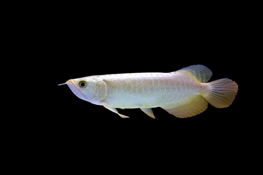 A striking freshwater fish, the silver arowana dazzles with its shiny, iridescent scales as it glides gracefully against a black background.