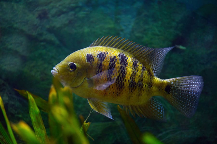 A yellow freshwater fish with dark vertical stripes swims underwater near green aquatic plants, against a blue-green background.