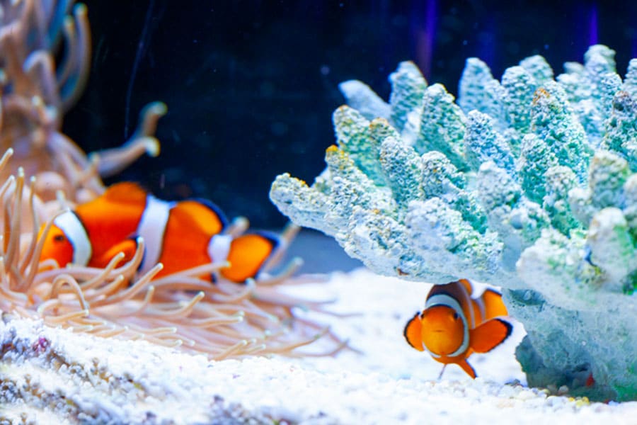 Two clownfish swim among sea anemones and coral in a bright marine aquarium, surrounded by white sand and blue water—an ideal scene for beginners interested in keeping saltwater fish.