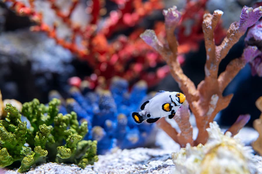 A small clownfish with black, white, and orange markings swims in a marine aquarium filled with colorful corals and rocks in green, blue, orange, and red hues—an ideal saltwater fish choice for beginners.