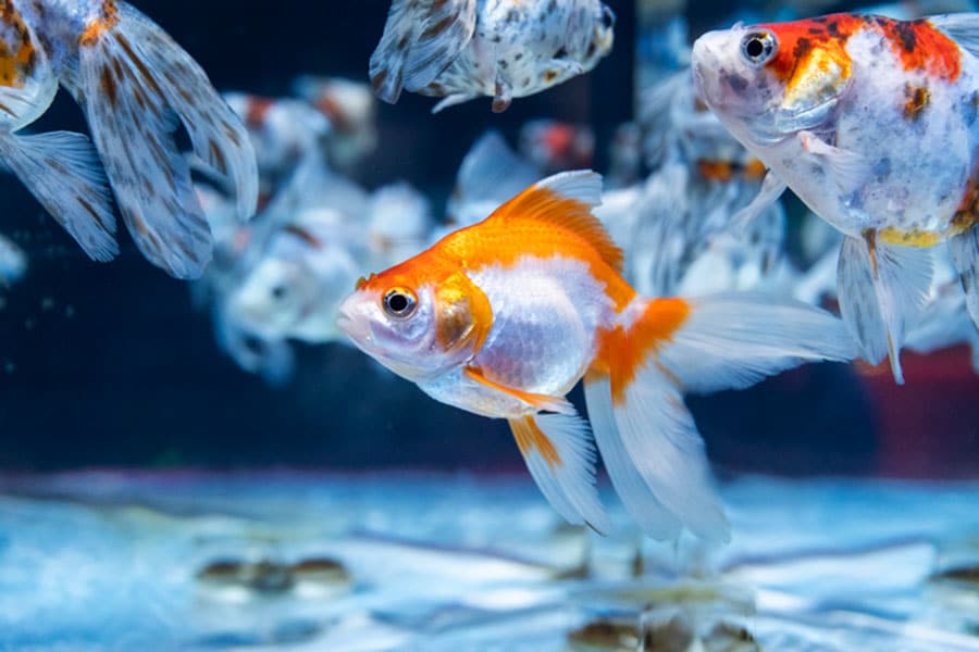 Several colorful goldfish with orange, white, and black markings swim in a clear aquarium with a blue background. Ideal for pet owners seeking low-maintenance pets, these freshwater fish bring vibrant life to any home. The focus is on a goldfish in the center, with others slightly blurred in the background.