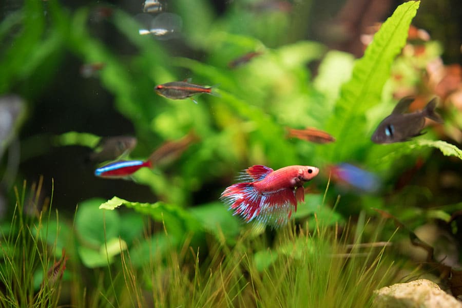 A vibrant betta fish with red, blue, and white fins swims in a lush, green planted aquarium surrounded by other small freshwater fish, making it an ideal choice for pet owners seeking a beautiful yet low-maintenance aquatic companion.