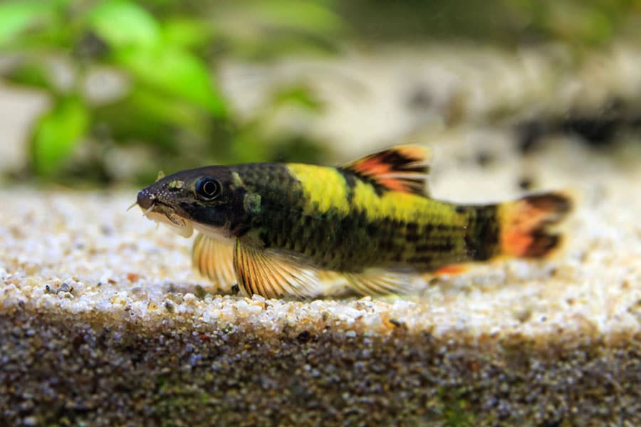 A small striped freshwater fish with black, yellow, and orange markings rests on sandy aquarium gravel with green plants blurred in the background.