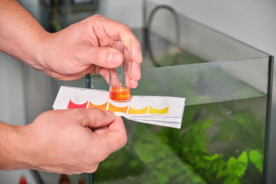 A fish owner compares a water sample in a test tube to a pH color chart beside an aquarium with green plants, carefully performing aquarium water testing to check the water quality for the fish tank.