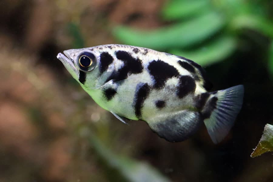 A close-up of a black and white fish with a spotted pattern swimming in water, with green plants blurred in the background. A close-up of a black and white fish with a spotted pattern swimming in water, with green plants blurred in the background.