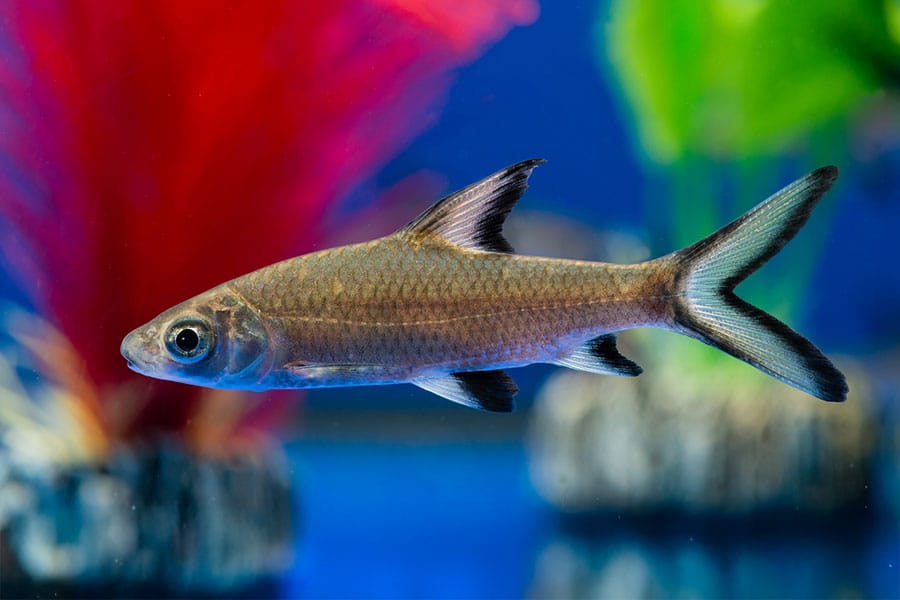 A silver freshwater fish with a pointed head and large eyes swims in a clear aquarium, with colorful plants and decorations blurred in the background. A silver freshwater fish with a pointed head and large eyes swims in a clear aquarium, with colorful plants and decorations blurred in the background.