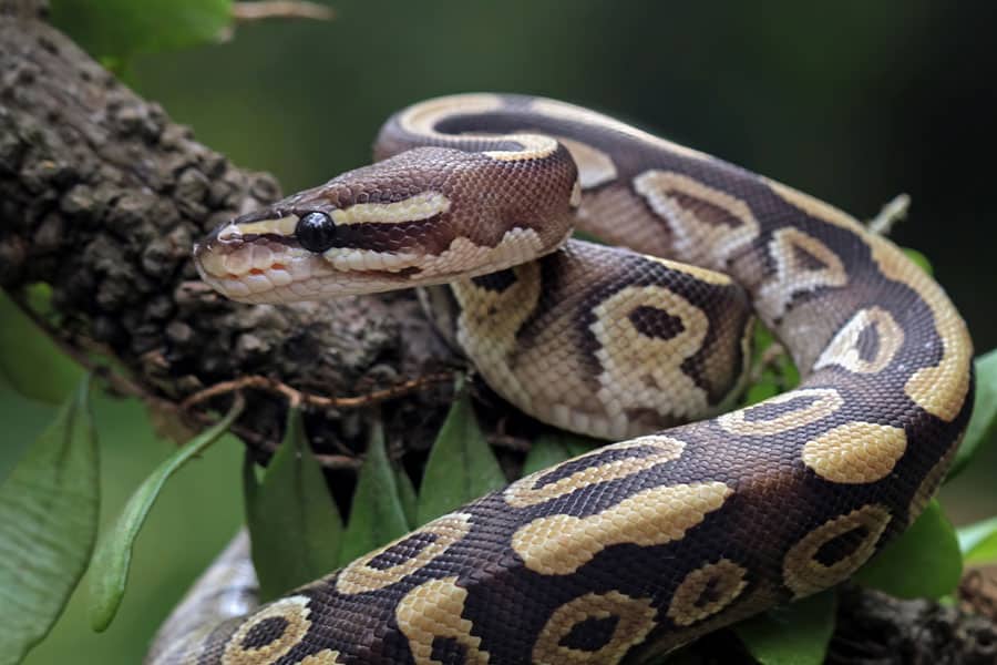 A ball python with brown, tan, and yellow markings is coiled around a tree branch with green leaves, set against a blurred green backgroundâan enchanting scene reminiscent of habitats detailed in an aquatic turtle care guide for those interested in reptile environments.