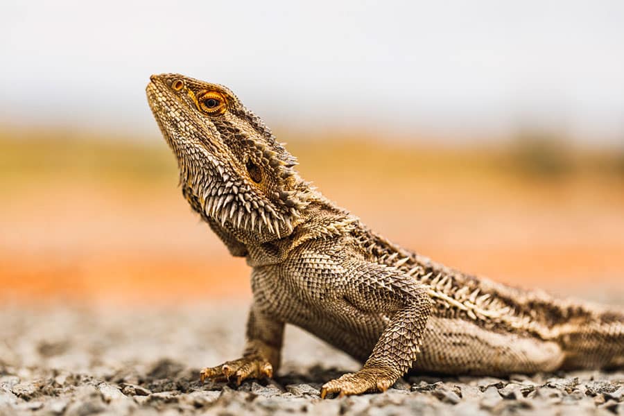 A close-up of a bearded dragon lizard standing on gravel, with its head raised and textured scales visible. The background is blurred with earthy tones, creating a natural setting similar to habitats discussed in an aquatic turtle care guide.