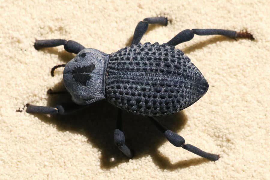 A close-up of a dark blue desert beetle, an intriguing invertebrate with a textured, bumpy shell and six legs, walking on pale sandy ground.