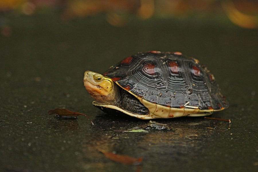 A turtle with a dark, patterned shell and orange markings on its head walks on a wet surface, with some small leaves nearby. A turtle with a dark, patterned shell and orange markings on its head walks on a wet surface, with some small leaves nearby.